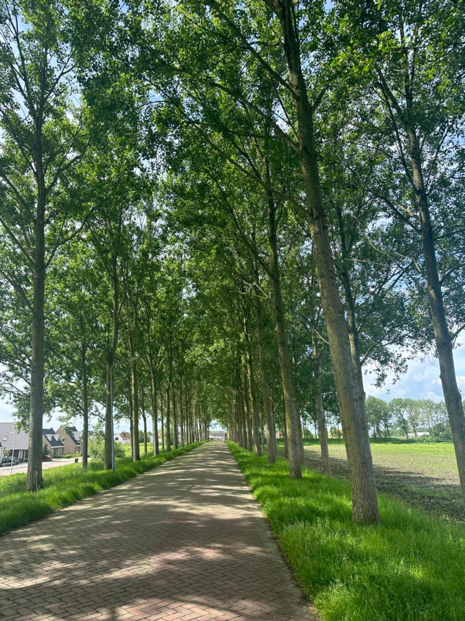 Vakantiewoning De Bosrand Aan Zee Синт Аналанд Екстериор снимка